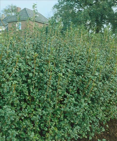 RIBES ALPINUM SCHMIDT