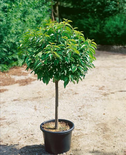 Prunus lusitanica