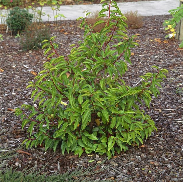 Prunus lusitanica