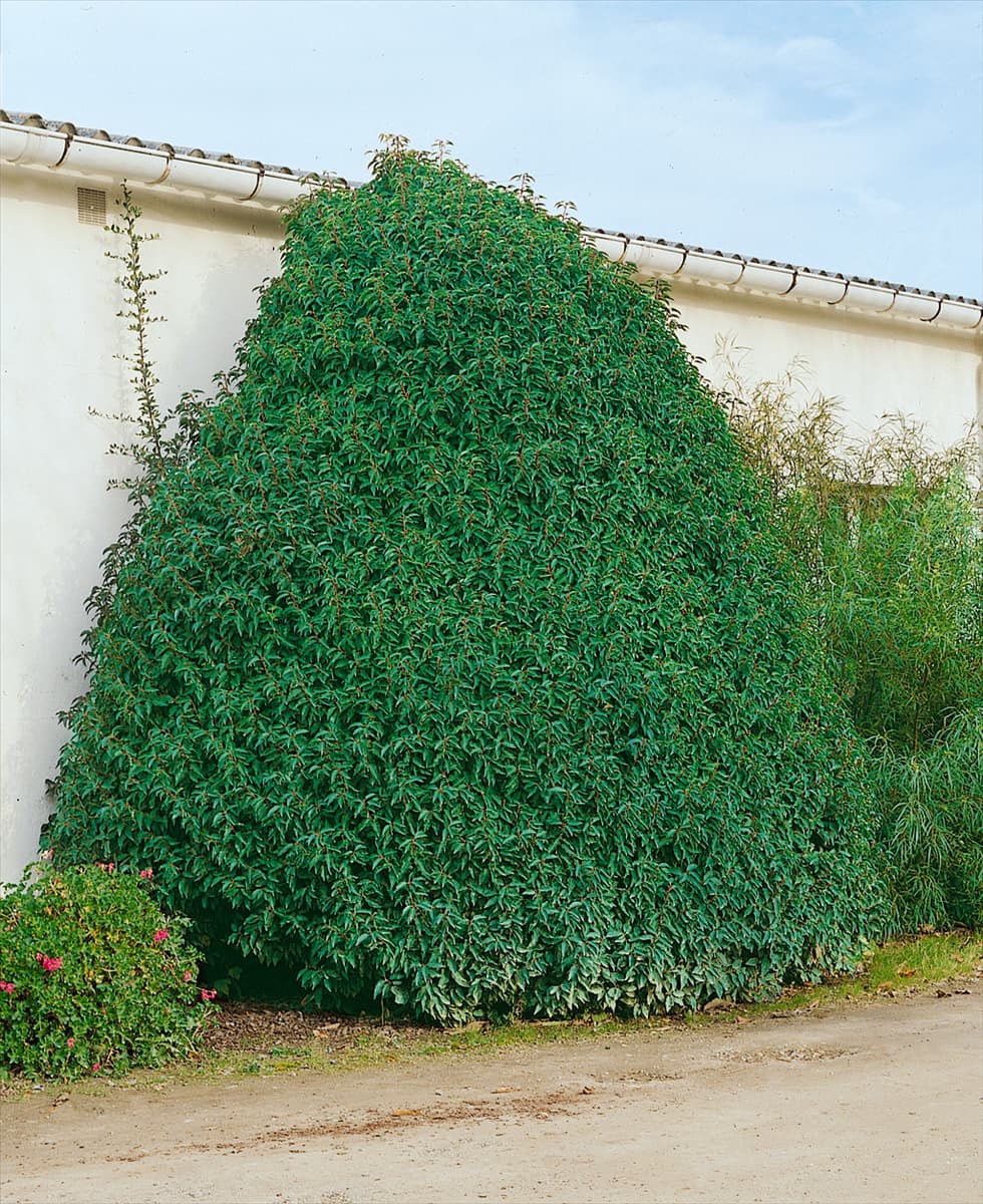 Prunus lusitanica Myrtifolia
