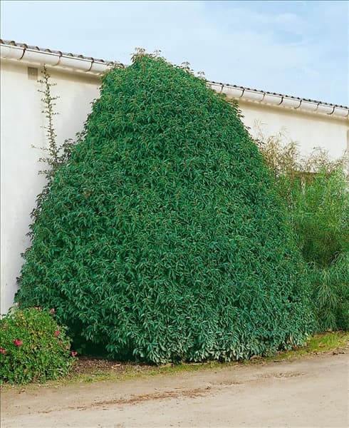 Prunus lusitanica Myrtifolia