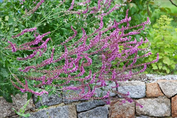 Salvia nemorosa