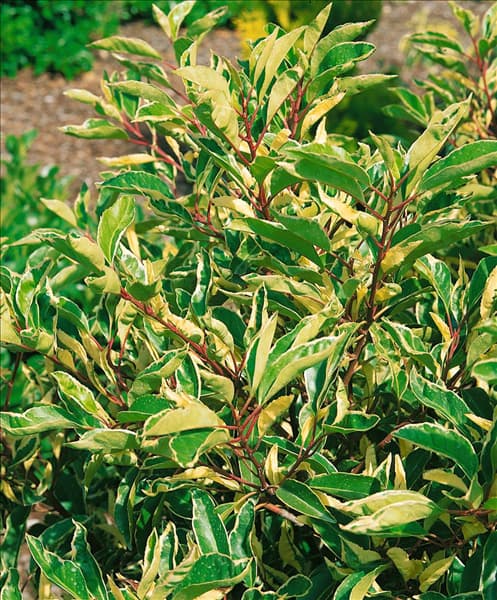 Prunus lusitanica Variegata