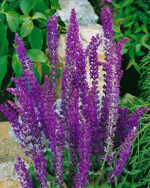Salvia nemorosa