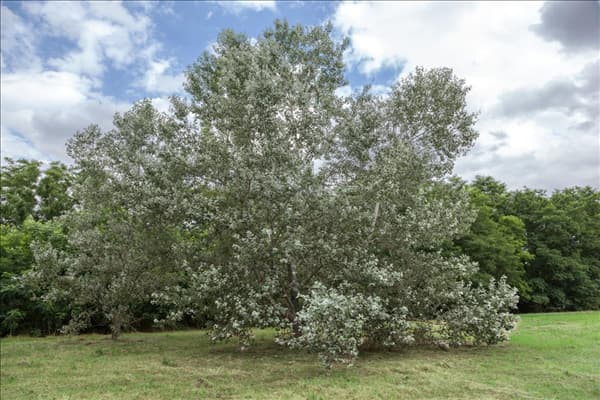 Populus alba Nivea