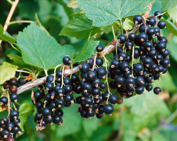 Ribes nigrum Neva