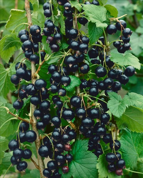 Ribes nigrum