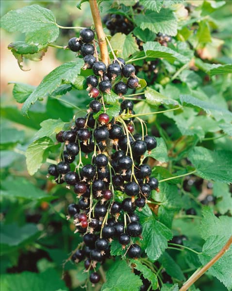 Ribes nigrum Andega