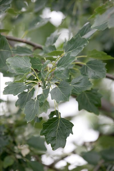Populus alba Raket