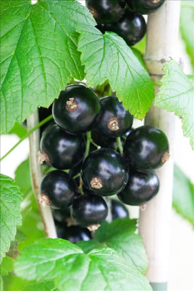 Ribes nigrum 'Big Ben'