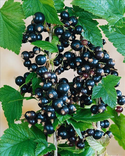 Ribes nigrum Roodknop