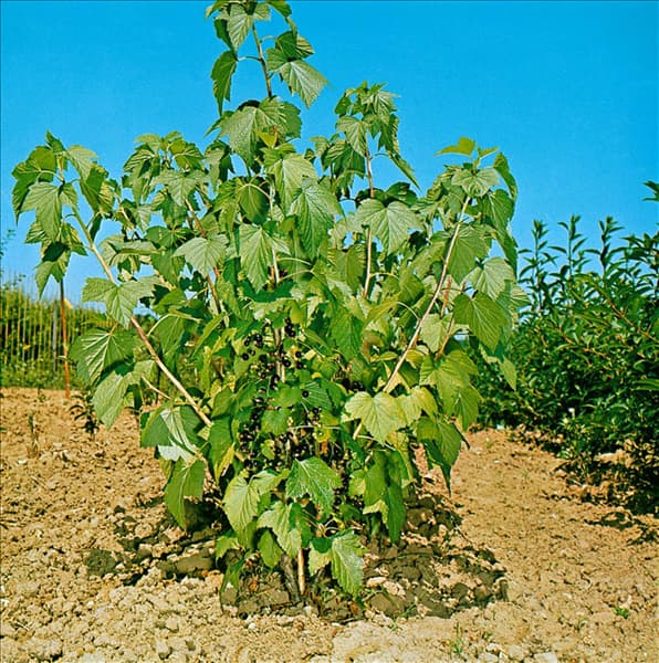 Ribes nigrum
