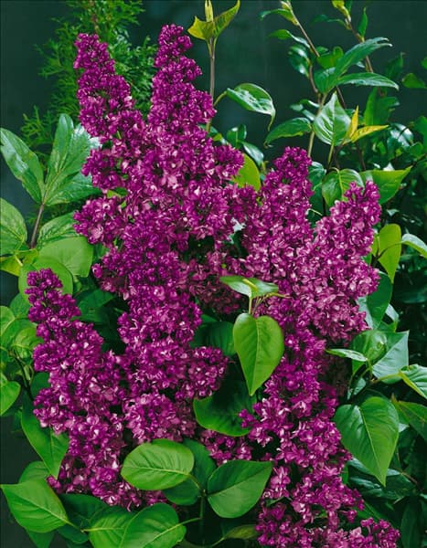SYRINGA VULGARIS CHARLES JOLY