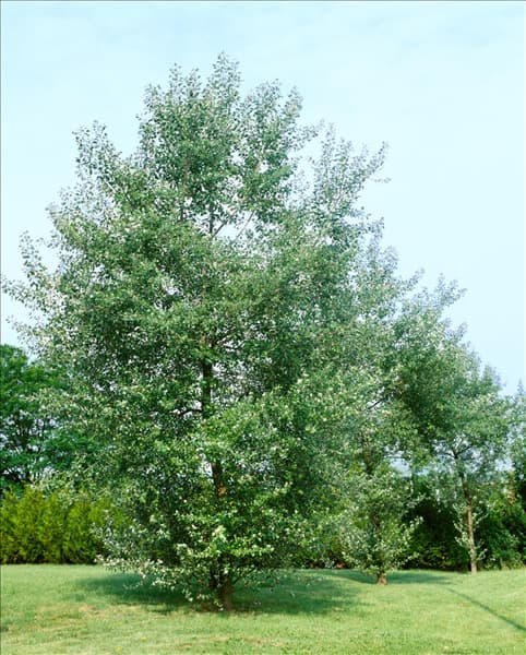 POPULUS ALBA HOLLANDICA