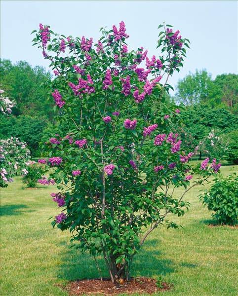 SYRINGA VULGARIS CHARLES JOLY