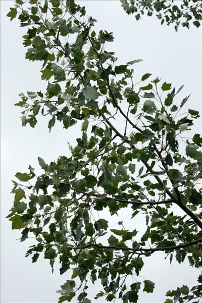 Populus alba Raket