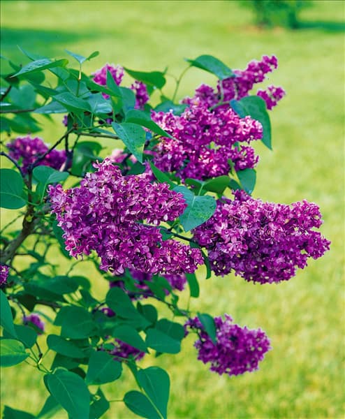 SYRINGA VULGARIS CHARLES JOLY