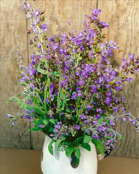 SALVIA OFFICINALIS IN VASE