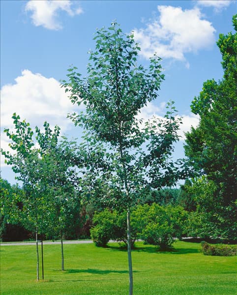 Populus alba Nivea