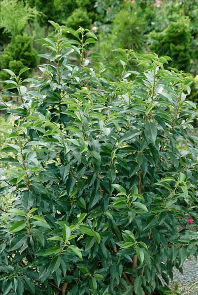 Prunus lusitanica Angustifolia