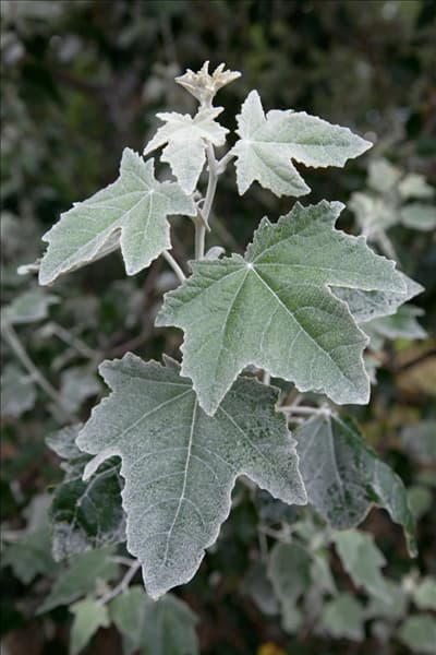 Populus alba Nivea