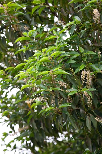 Prunus lusitanica Angustifolia