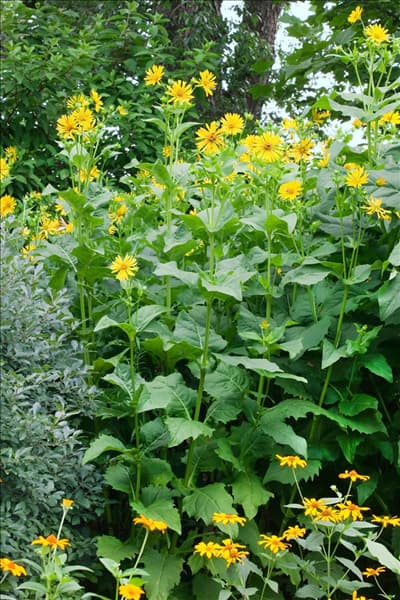 Silphium perfoliatum