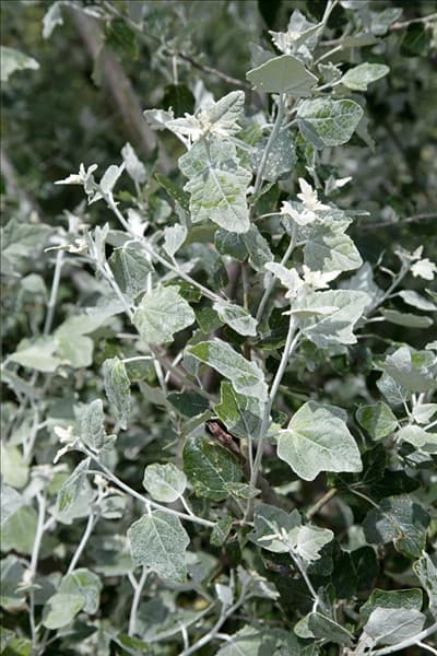 Populus alba Nivea