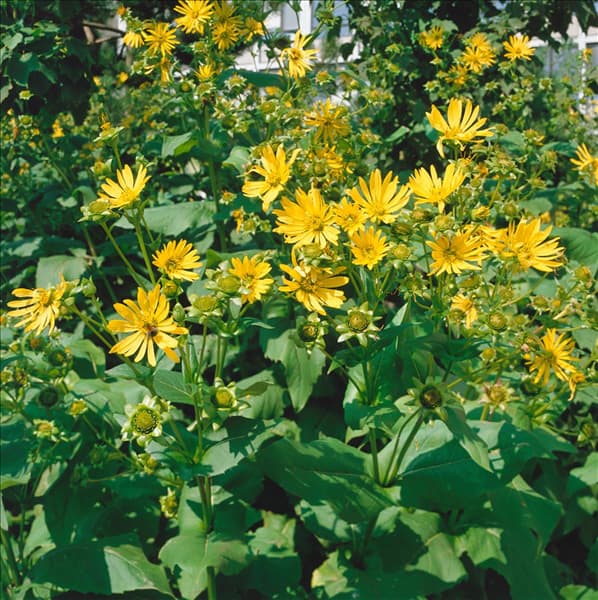 Silphium perfoliatum