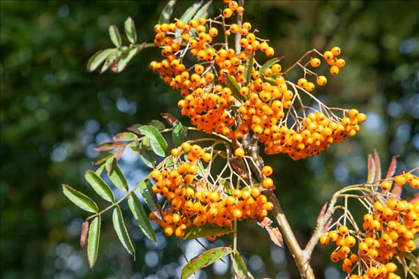 Sorbus aucuparia Autumn Spire