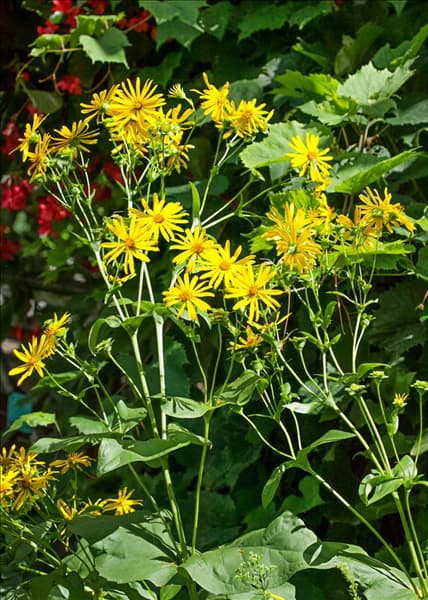Silphium perfoliatum The Holy Grail
