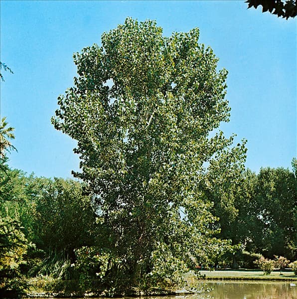 POPULUS ALBA NIVEA