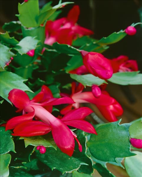 Schlumbergera bridgesii, rot