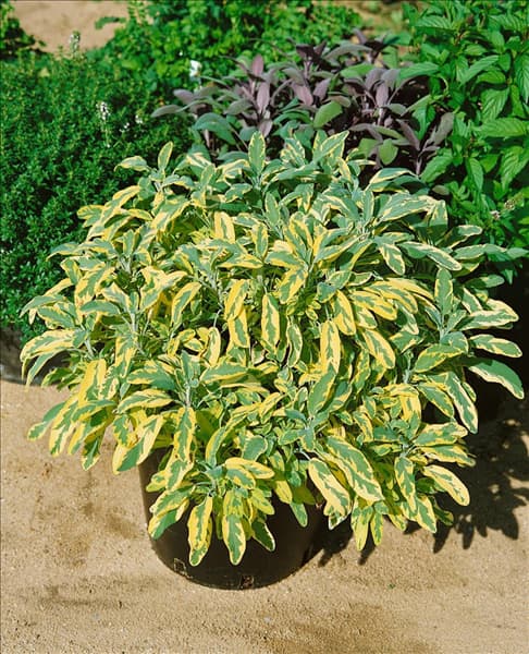 Salvia officinalis 'Aurea'
