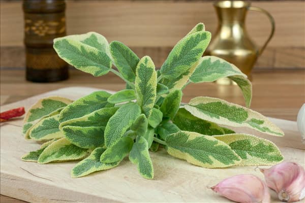 Salvia officinalis Aurea
