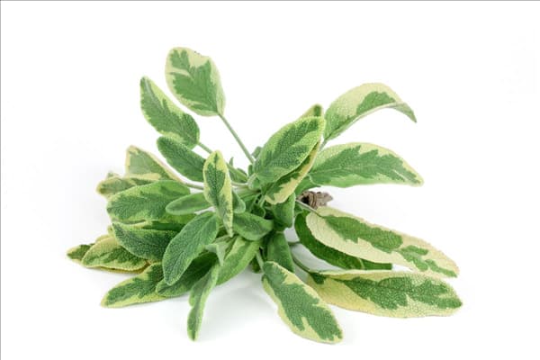 Salvia officinalis Aurea