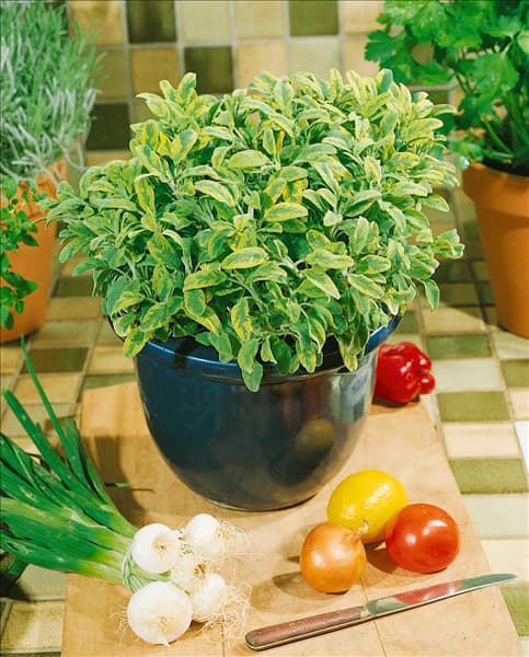 SALVIA OFFICINALIS AUREA