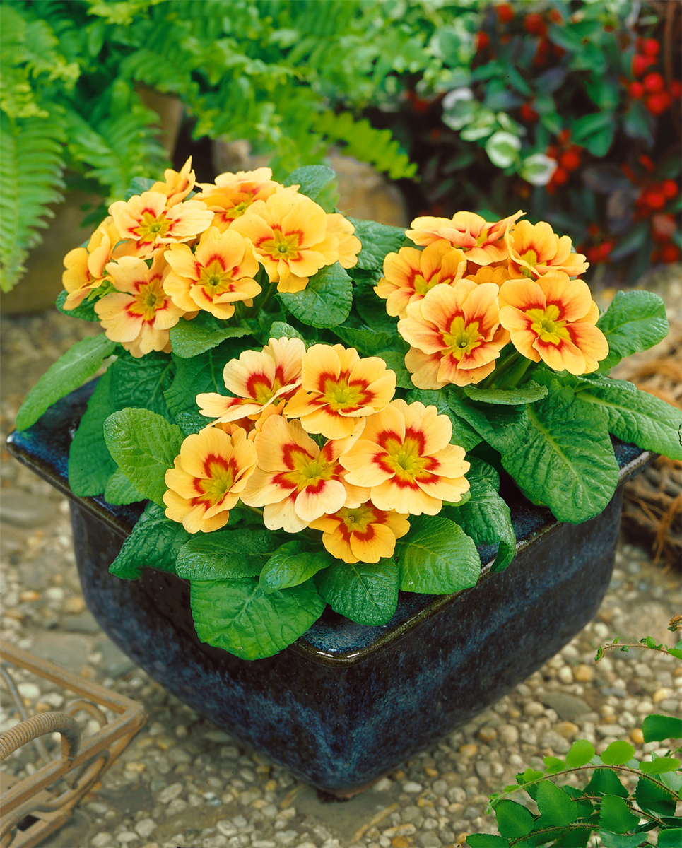Primula vulgaris ssp. vulgaris terracotta