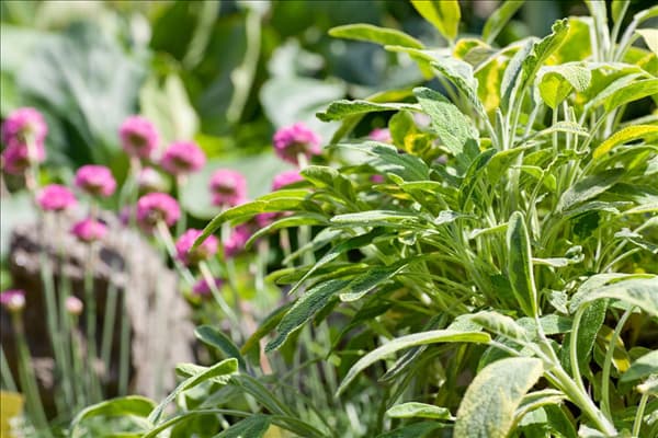 Salvia officinalis Aurea, Detail