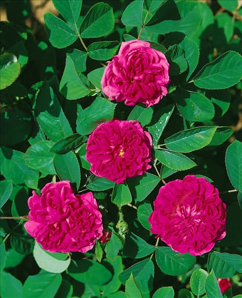 Alte Rose DE RESCHT (ROSA DAMASCENA)