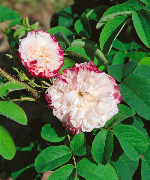 Rosa x damascena Lena 1827