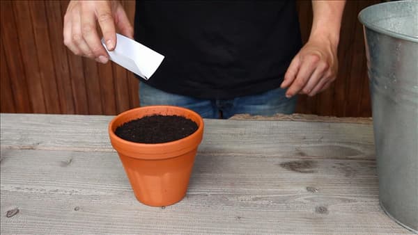 Oregano - Aussäen von Samen (thumbnail)