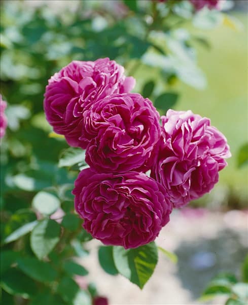 Alte Rosen MIRANDA (ROSA DAMASCENA)