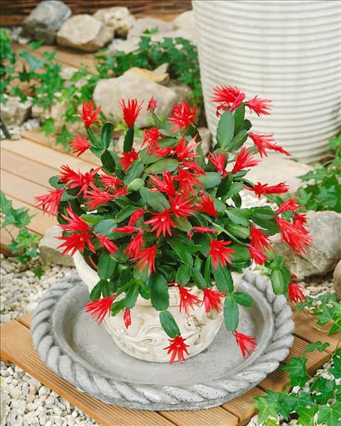 Rhipsalidopsis gaertneri