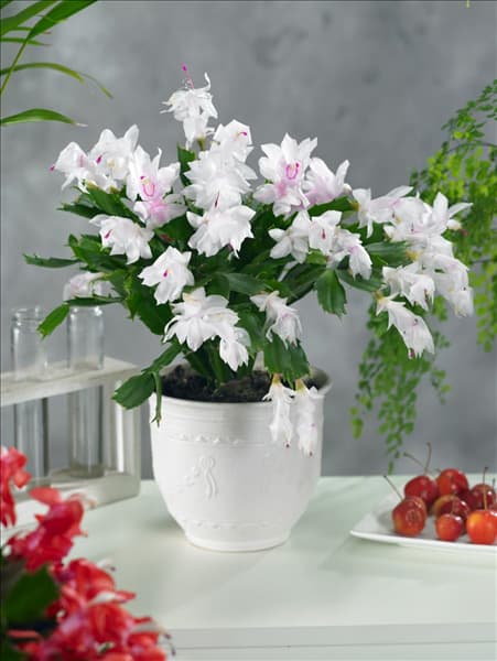 Schlumbergera White