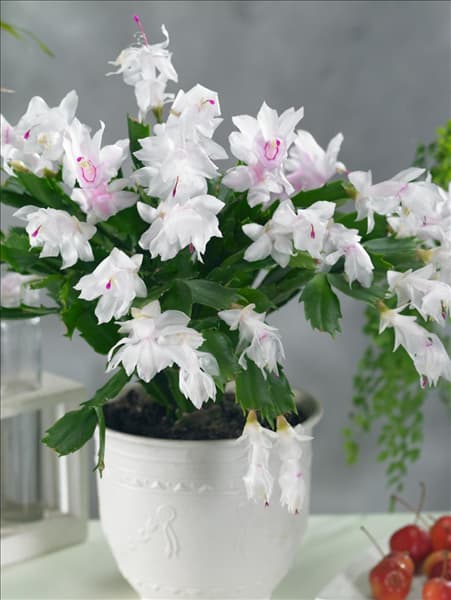 Schlumbergera White