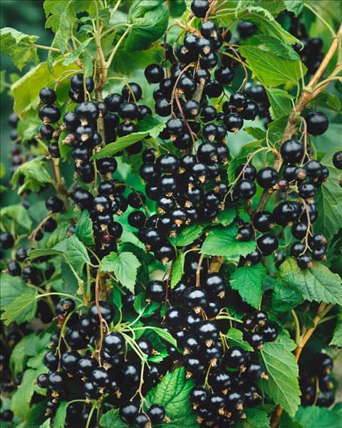 Ribes nigrum 'Ben Lomond'