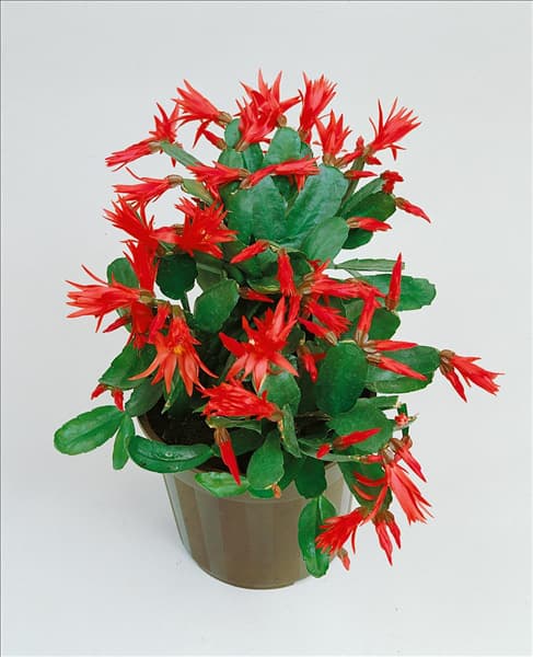 RHIPSALIDOPSIS GAERTNERI