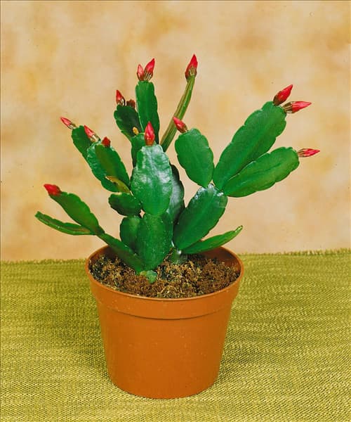 RHIPSALIDOPSIS GAERTNERI