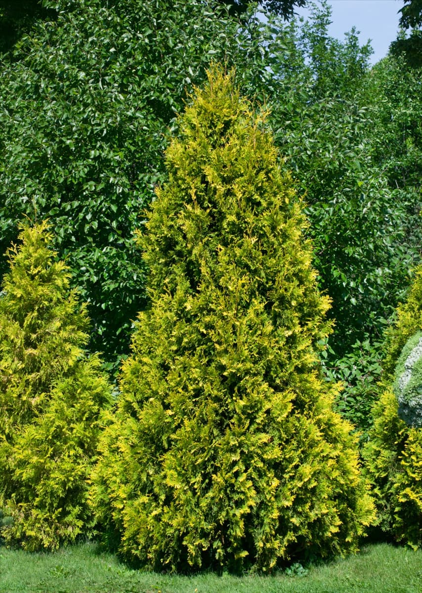 Thuja occidentalis Sunkist